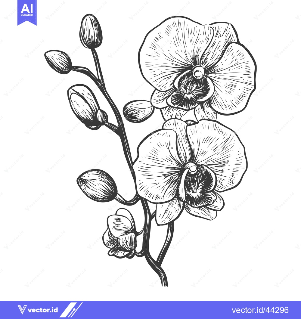 Premium Vector of Hand-Drawn Black and White Illustration of an Orchid with Buds