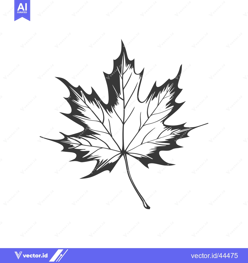 Premium Vector of Hand-Drawn Black and White Maple Leaf Illustration