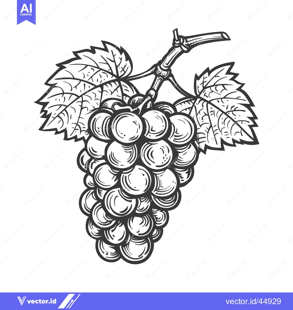 Premium Vector of Hand-Drawn Illustration of a Bunch of Grapes with Leaves