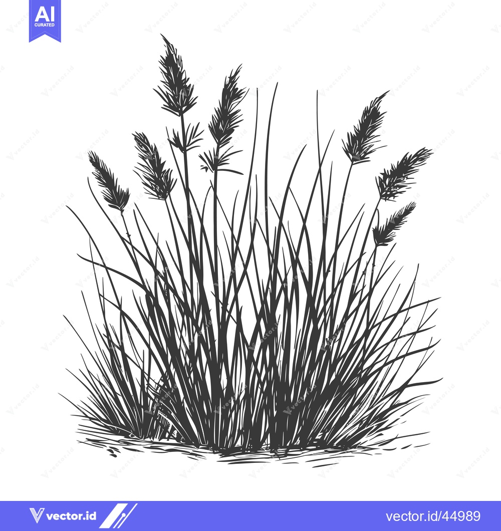 Premium Vector of Hand-drawn illustration of a cluster of tall grass with feathery tops