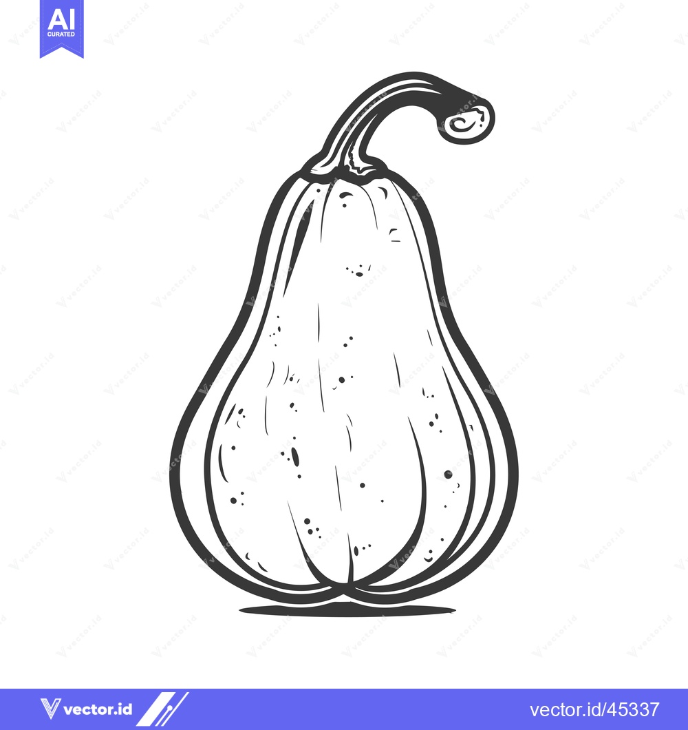 Premium Vector of Hand-Drawn Illustration of a Single Butternut Squash