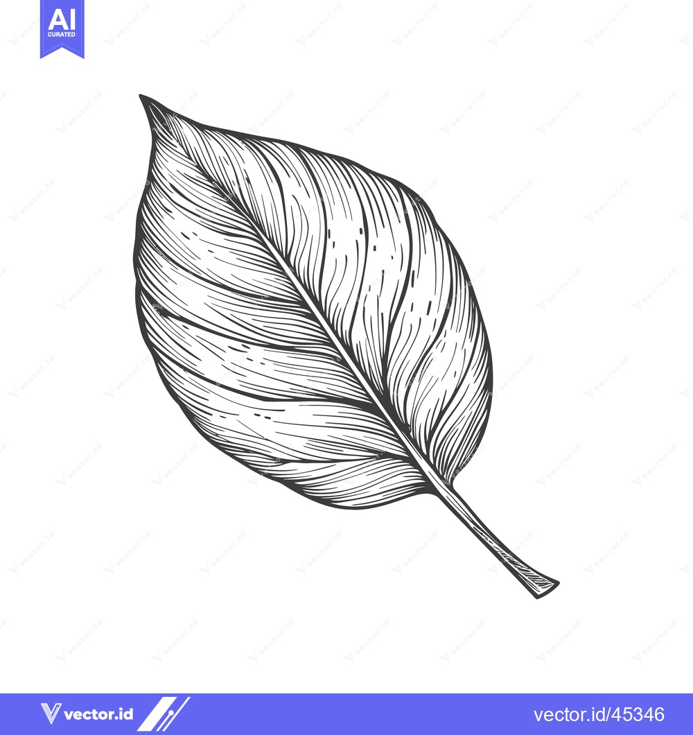 Premium Vector of Hand-Drawn Illustration of a Single Detailed Leaf