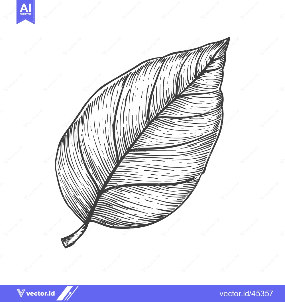 Premium Vector dari Hand-Drawn Illustration of a Single Leaf with Detailed Veins