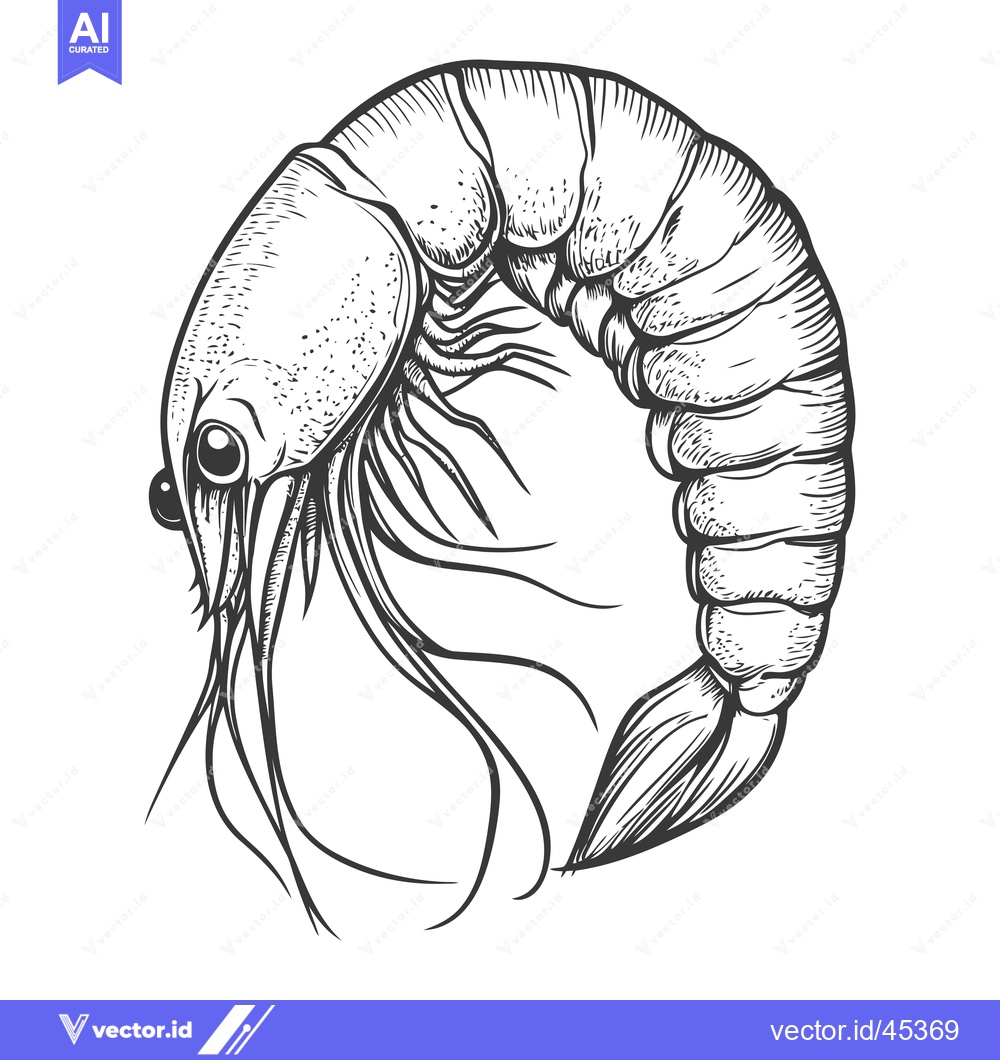 Premium Vector dari Hand-drawn illustration of a single shrimp with detailed body segments
