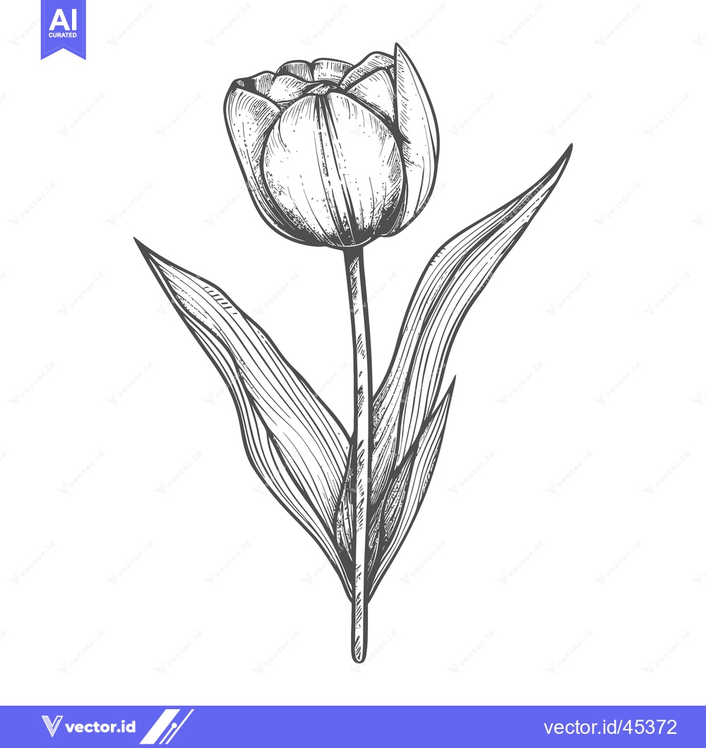 Premium Vector dari Hand-drawn illustration of a single tulip with leaves