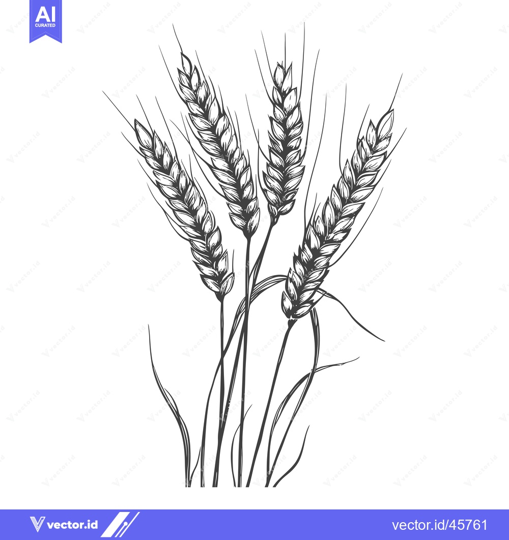 Premium Vector of Hand-drawn Illustration of Four Wheat Stalks