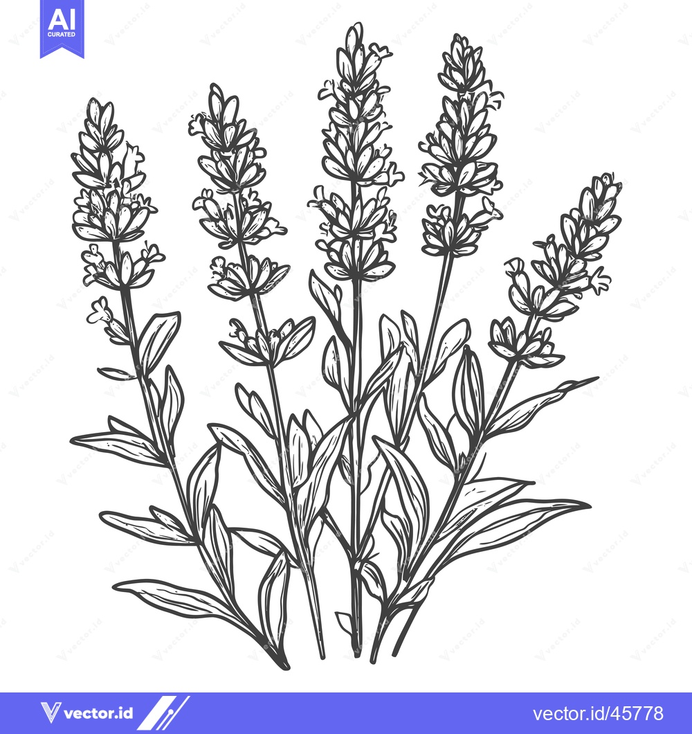 Premium Vector dari Hand-drawn illustration of lavender flower stems