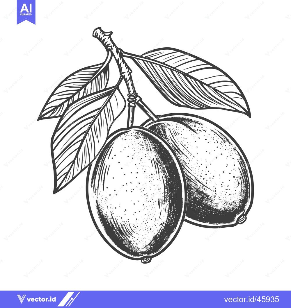 Premium Vector dari Hand-Drawn Illustration of Two Olives on a Branch with Leaves