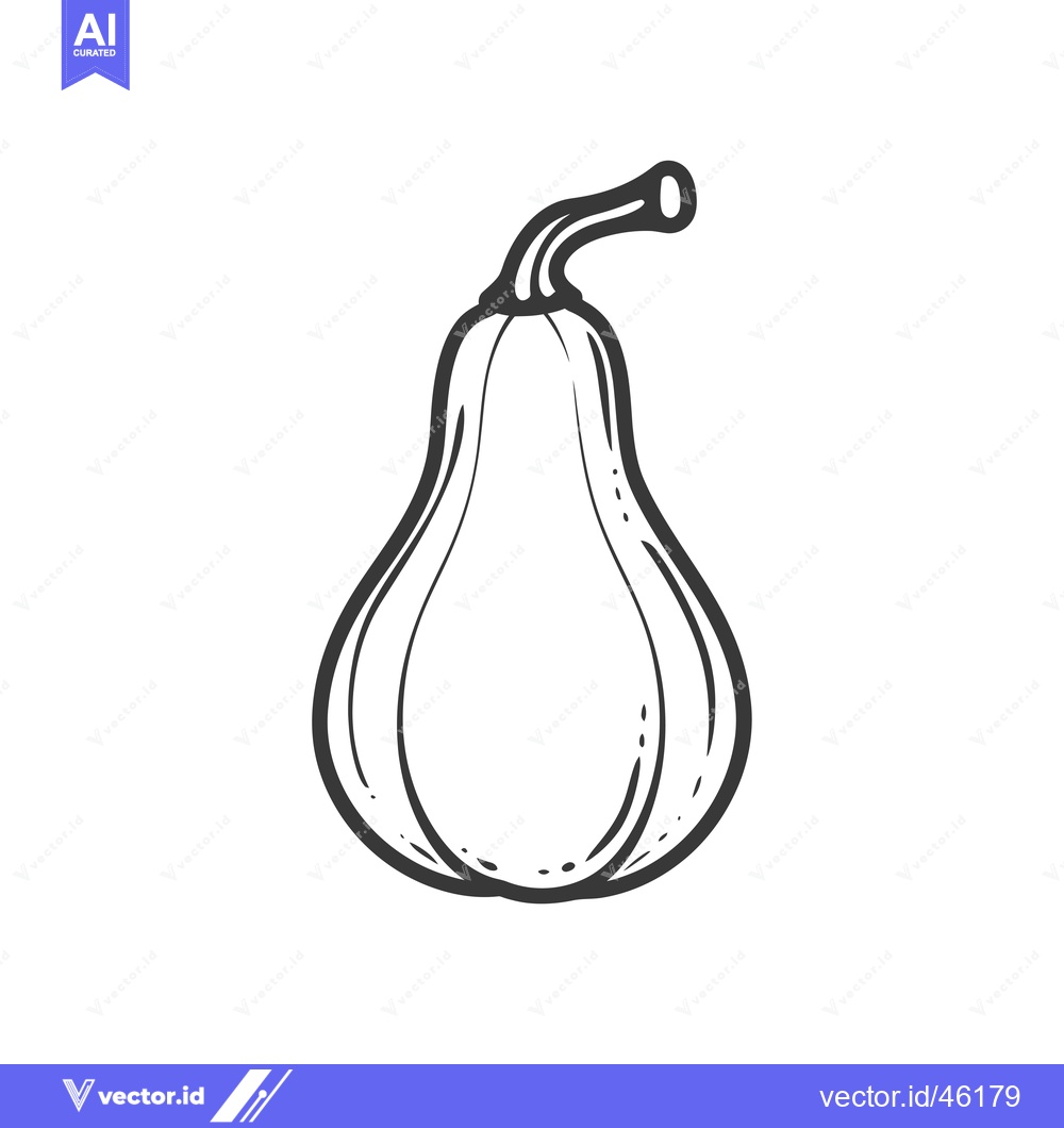 Premium Vector of Hand-drawn Line Art Illustration of a Butternut Squash