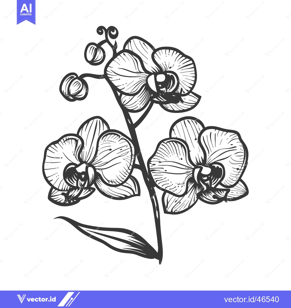 Premium Vector of Hand-Drawn Sketch of a Branch of Three Orchid Flowers with Buds