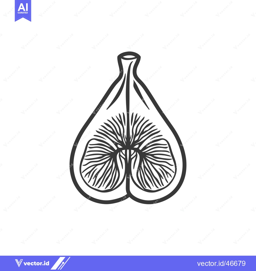 Premium Vector dari Hand-Drawn Sketch of a Cross-Sectioned Fig