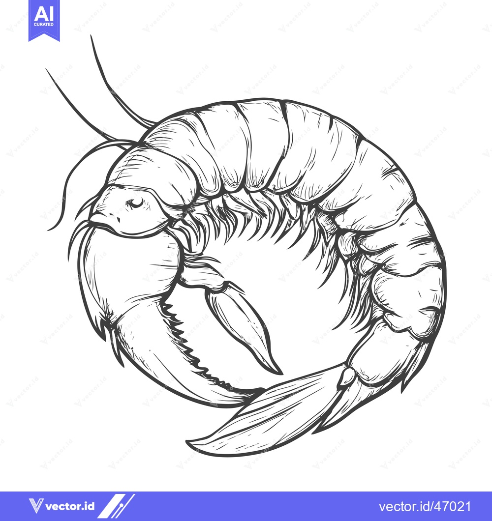 Premium Vector dari Hand-Drawn Sketch of a Shrimp Curled in a Circle