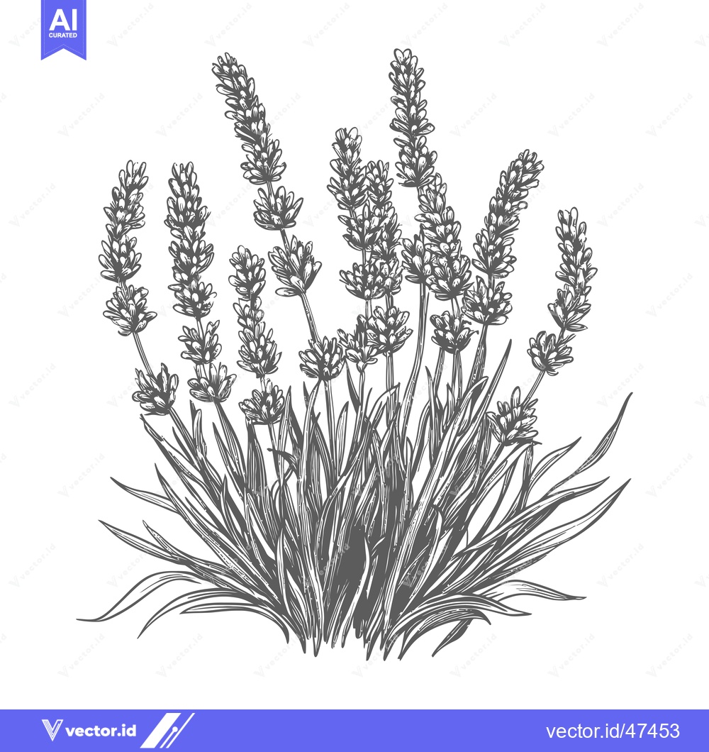 Premium Vector dari Hand-Drawn Sketch of Lavender Flowers and Foliage