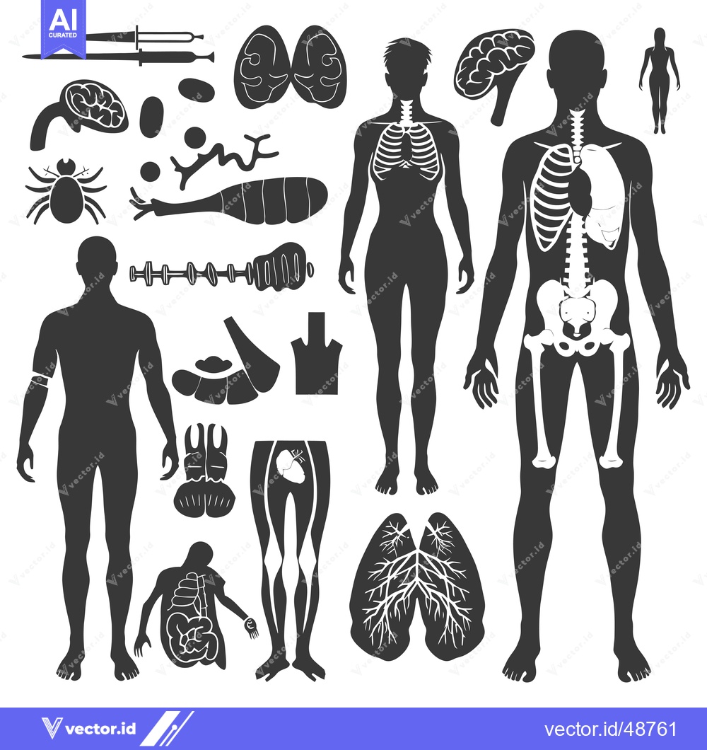 Premium Vector dari Human Anatomy Illustrated with Internal Organs, Skeletal System, and S