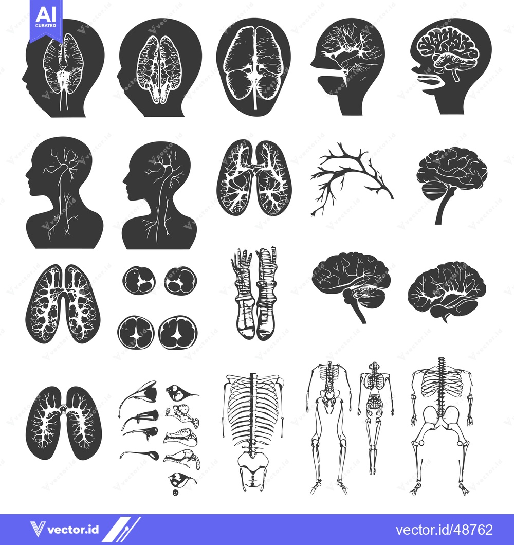 Premium Vector dari Human Anatomy Illustrations: Brain, Lungs, Skeleton, and Nerves