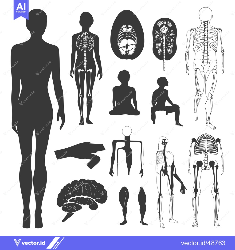 Premium Vector of Human Body Anatomy Illustrations: Silhouettes and Skeletons