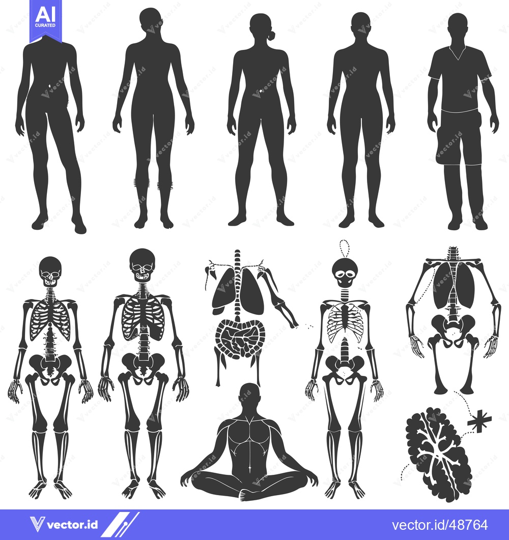Premium Vector of Human Body Anatomy with Silhouettes and Skeleton Representations