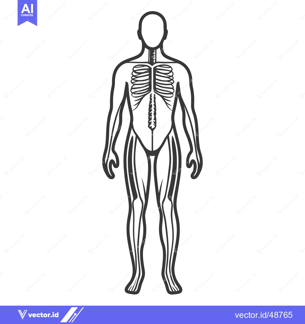 Premium Vector of Black and white simplified diagram of the human skeletal system