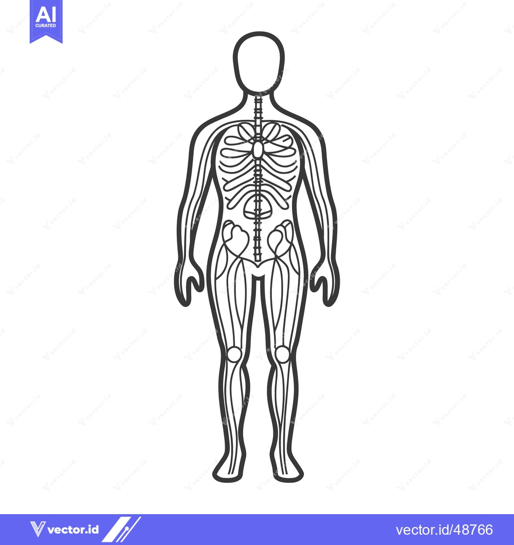 Premium Vector dari A skeletal diagram illustrates the human body standing upright