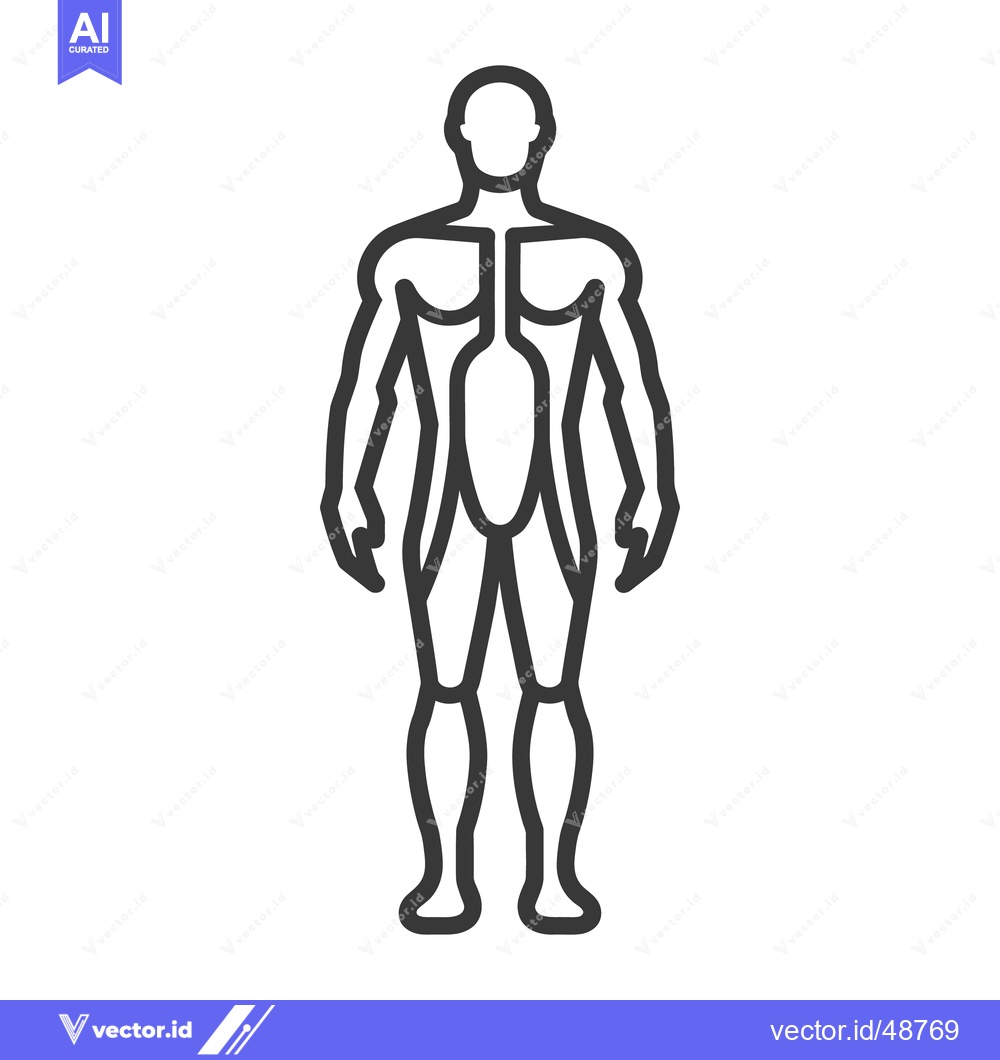 Premium Vector of Outline drawing of the complete human male body structure