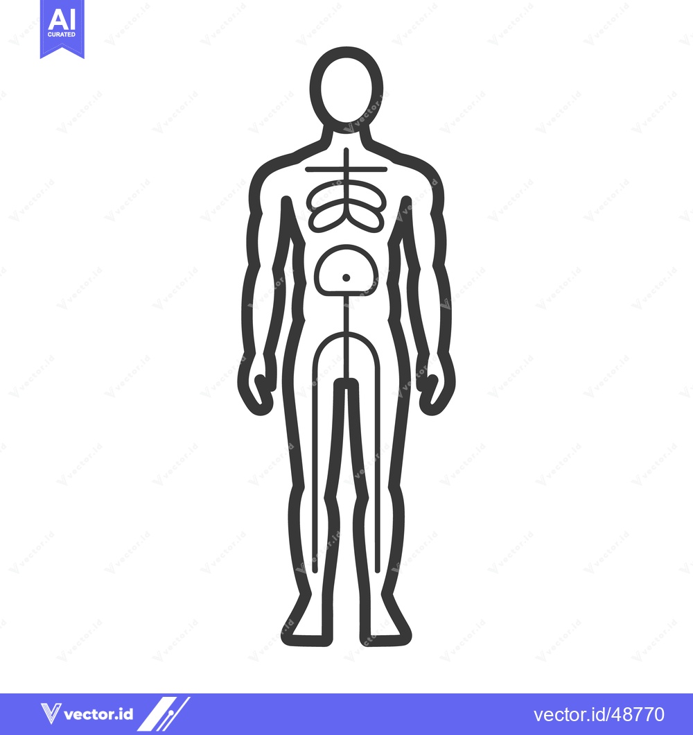 Premium Vector dari A diagram illustrating the human body and its internal organ systems