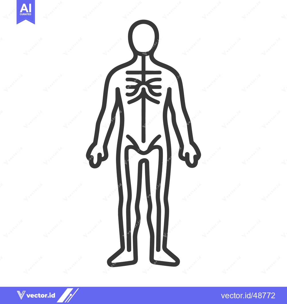 Premium Vector dari Simple outline illustration presenting the human skeletal structure an