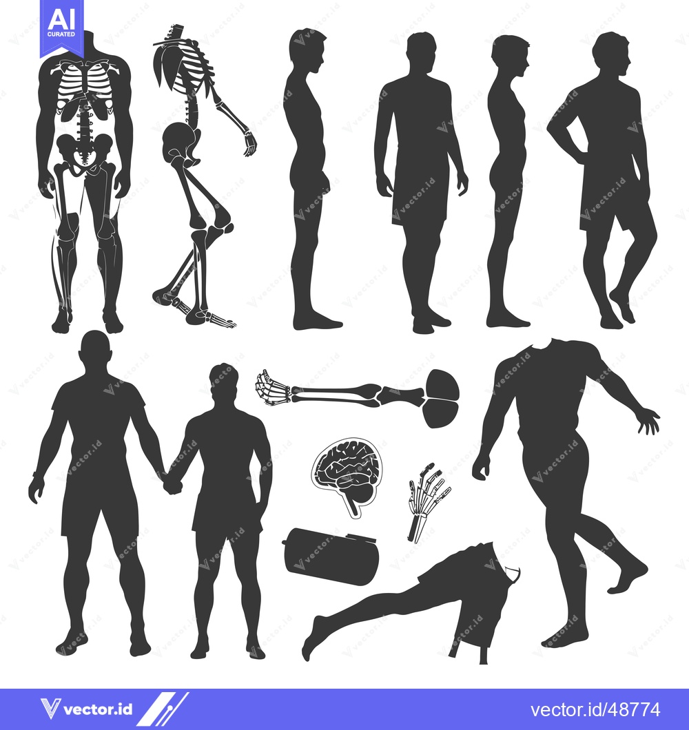 Premium Vector of Human Body Silhouettes with Anatomical Parts