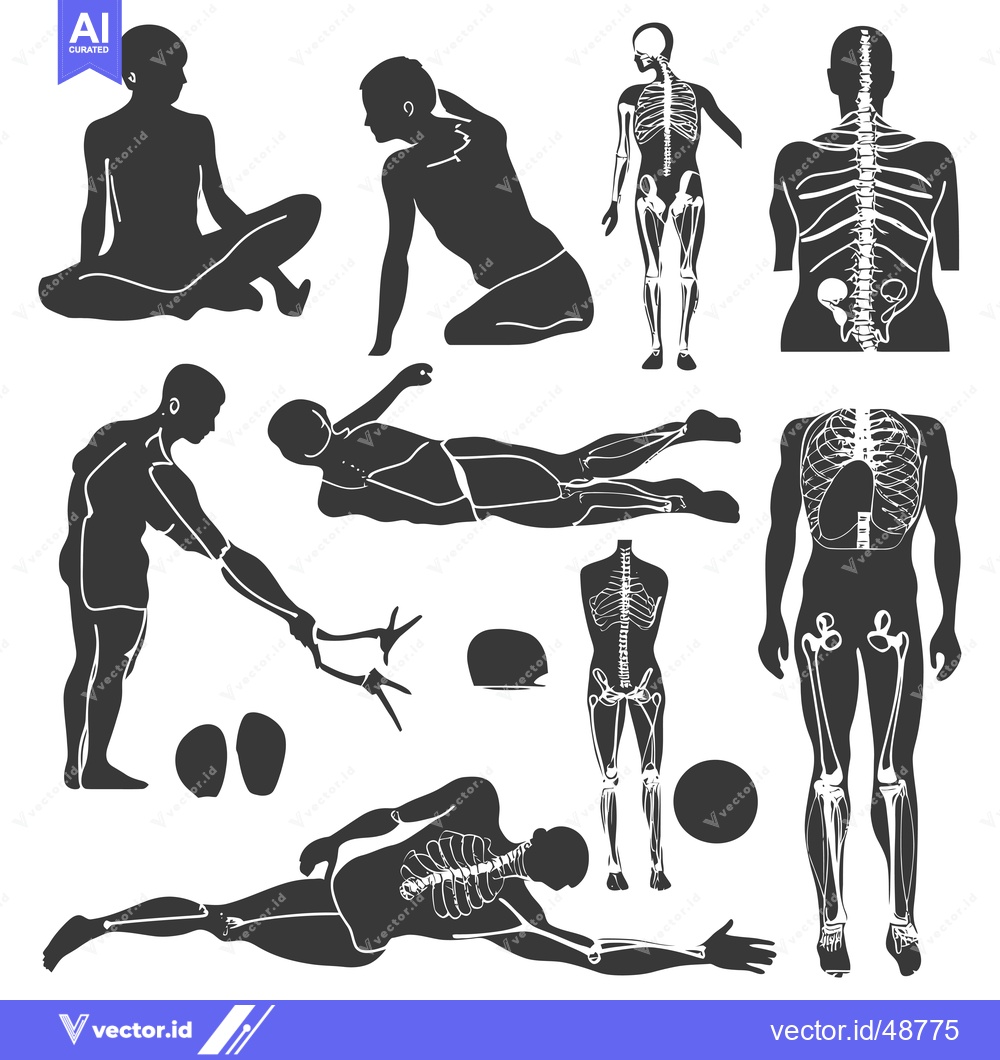 Premium Vector dari Human body silhouettes with skeletal and muscular structures