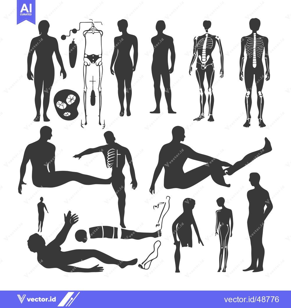 Premium Vector dari Human Body Silhouettes with Skeletal System Illustrations