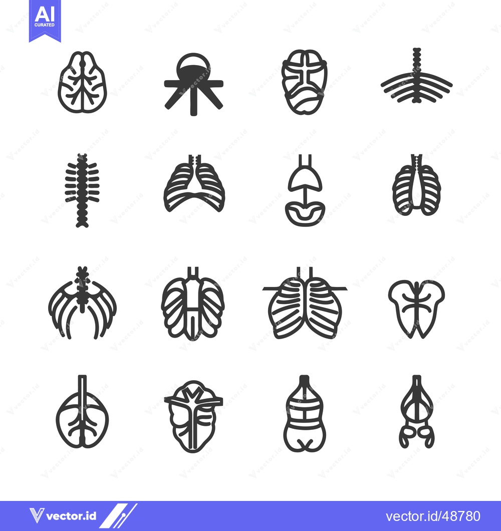 Premium Vector dari Human Internal Organs and Spinal Column Line Icons