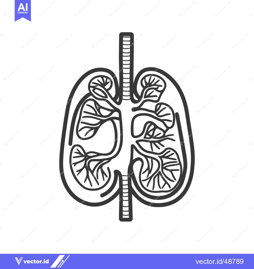 Premium Vector of An artistic representation of the human lung anatomy illustration