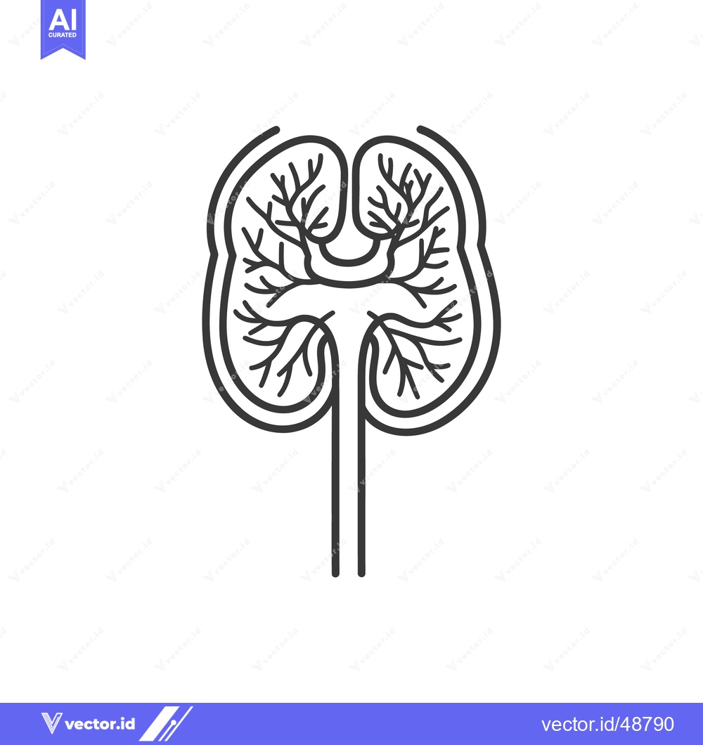 Premium Vector of An anatomical depiction of a stylized human kidney organ