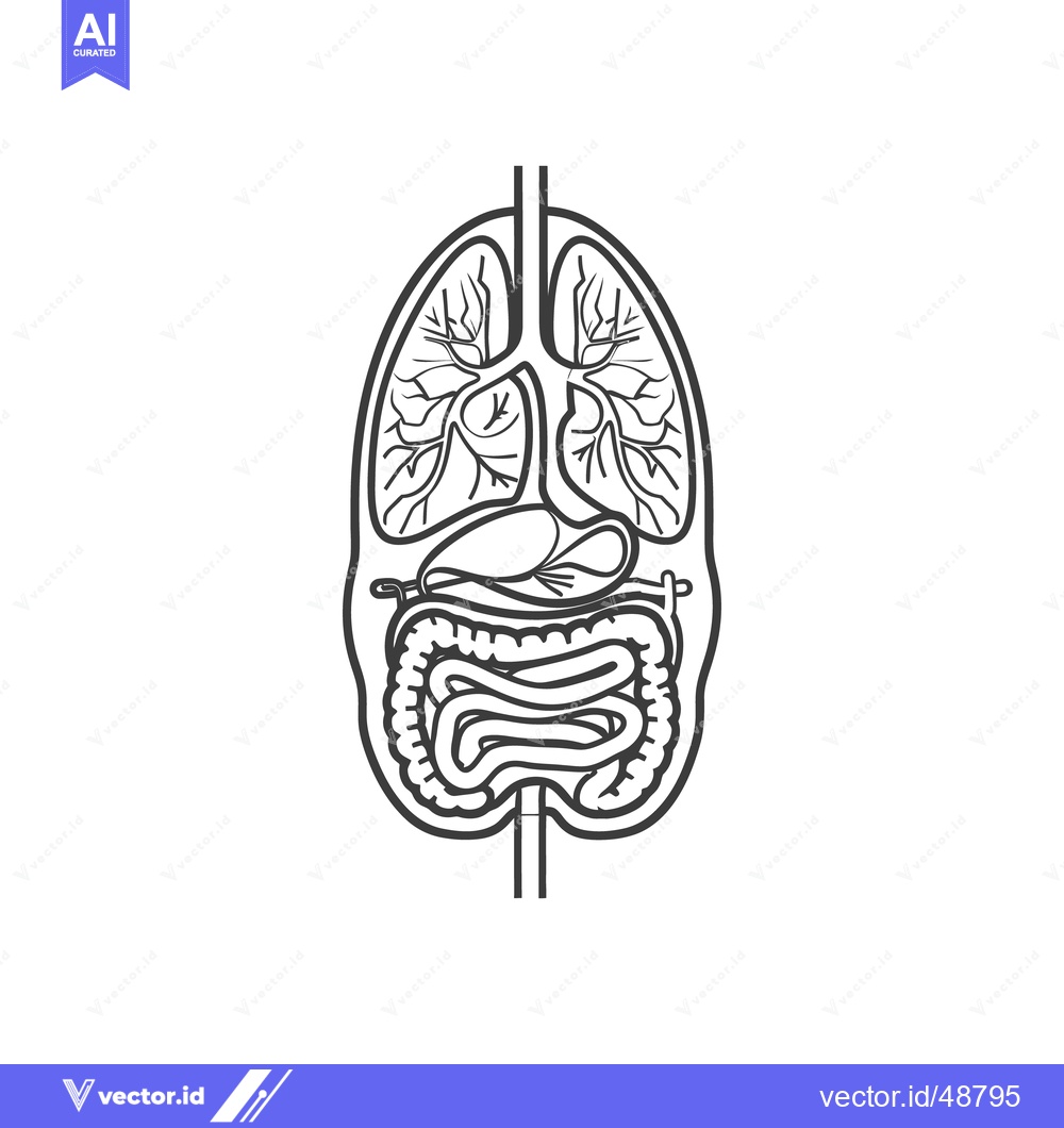 Premium Vector dari An outline diagram depicting human internal organs of the body