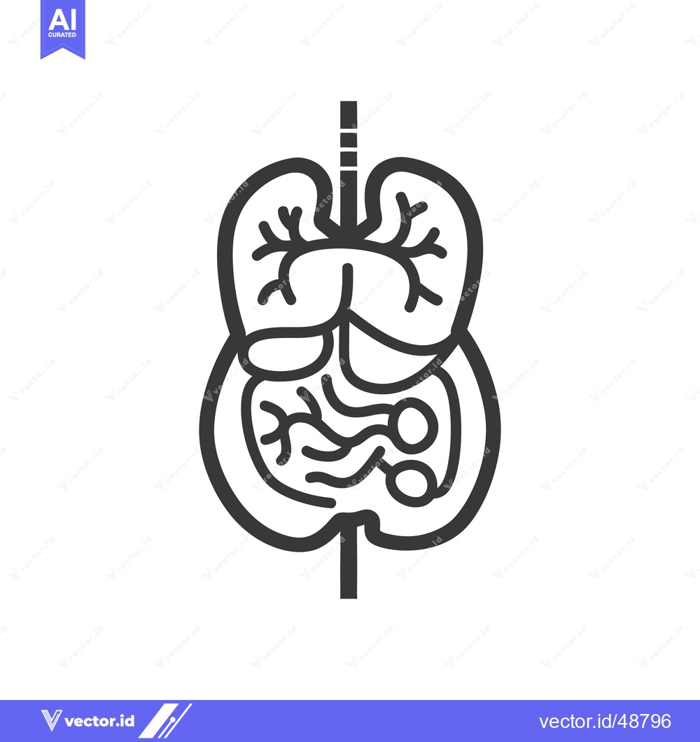Premium Vector of A simple illustration of the human bodys internal organ systems