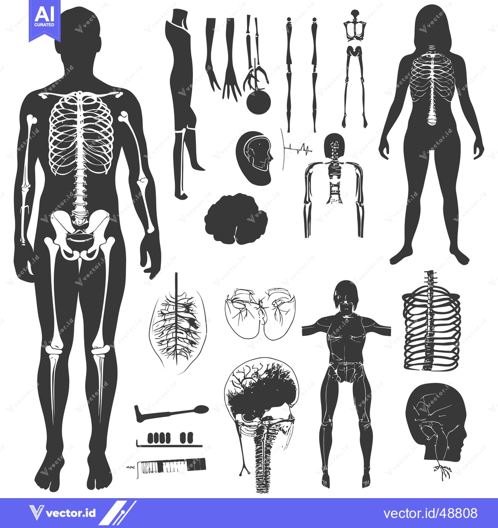 Premium Vector dari Human Skeletal System Anatomical Illustrations