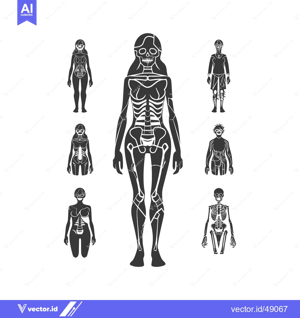 Premium Vector dari Illustration of a Female Skeleton in Different Poses