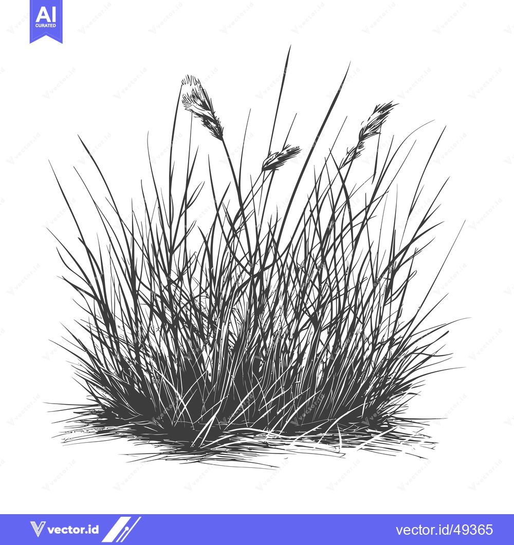 Premium Vector of Ink Sketch of a Clump of Grass with Seed Heads