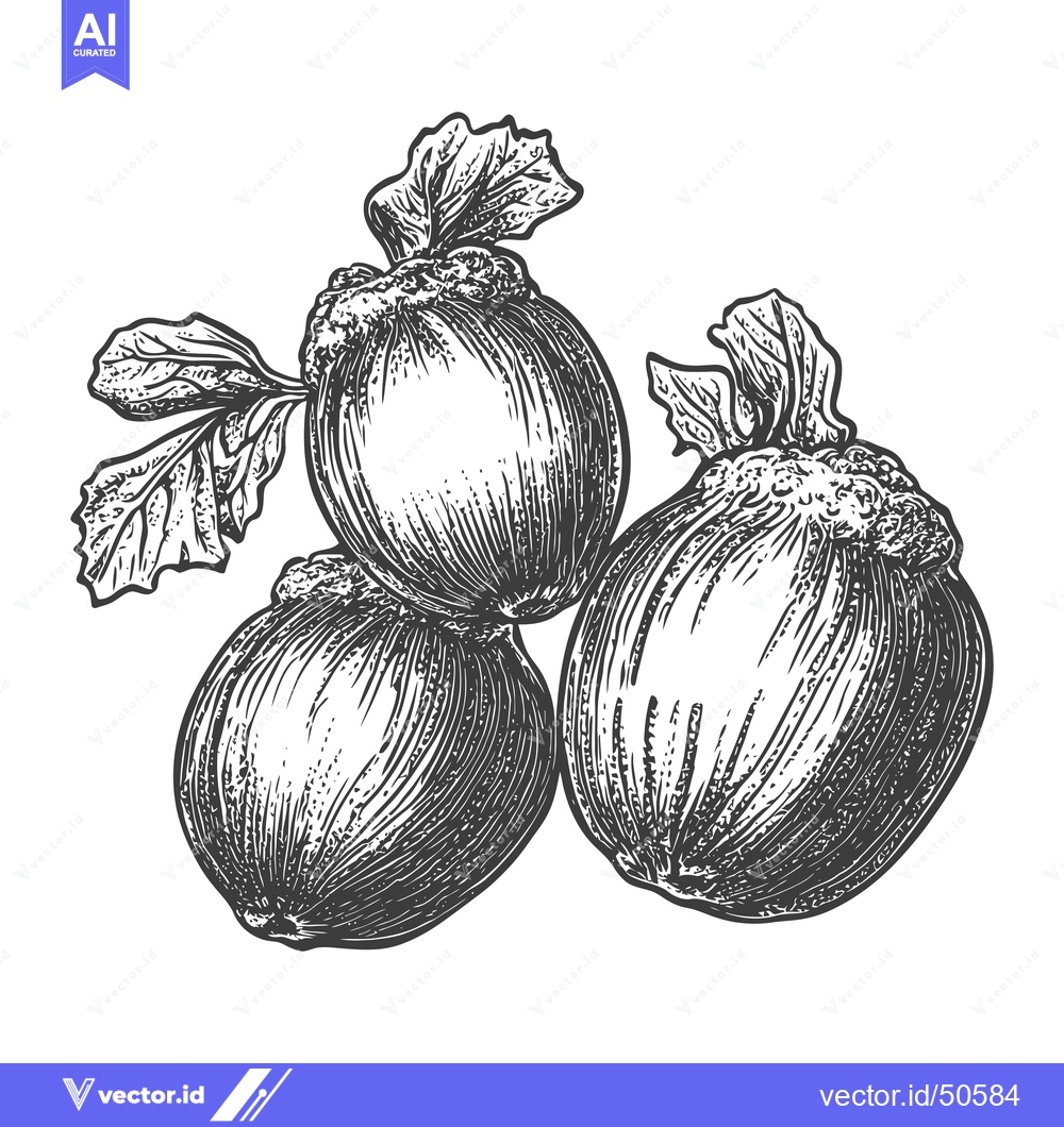 Premium Vector dari Three Kohlrabi Bulbs with Leaves Illustrated