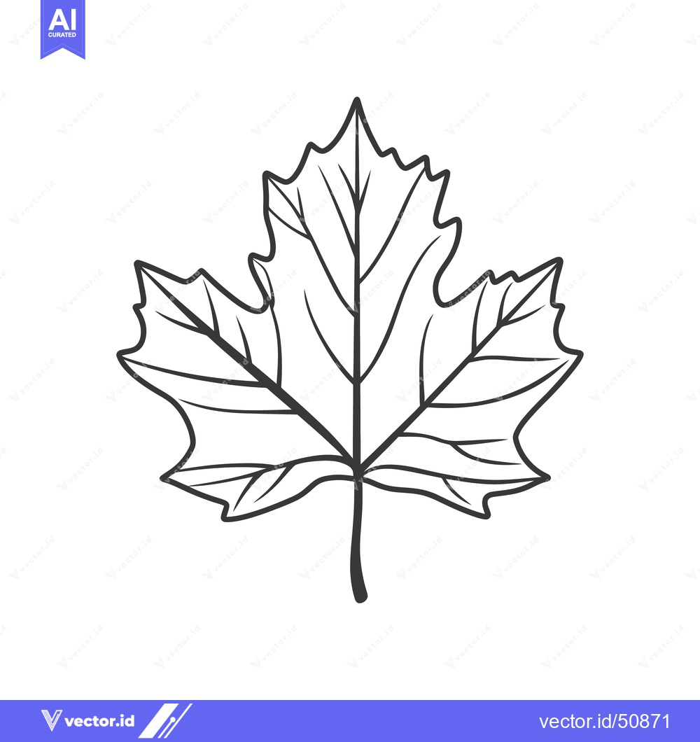 Premium Vector of Detailed black and white line art image of a maple leaf