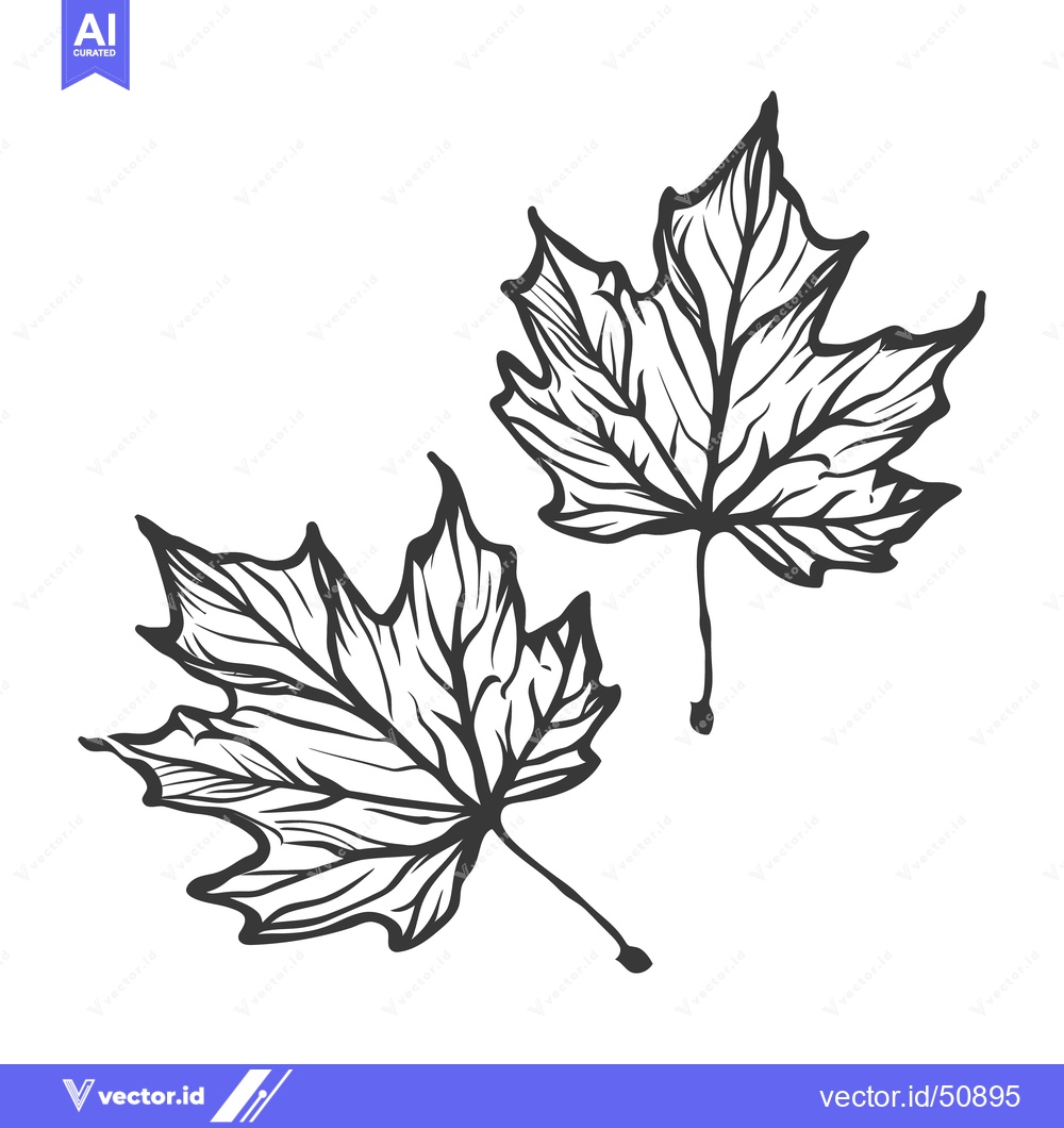 Premium Vector of Two detailed black line drawings of maple tree leaves
