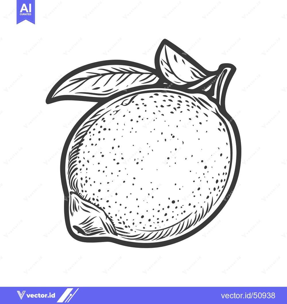 Premium Vector dari A detailed pen and ink drawing of a ripe citrus fruit