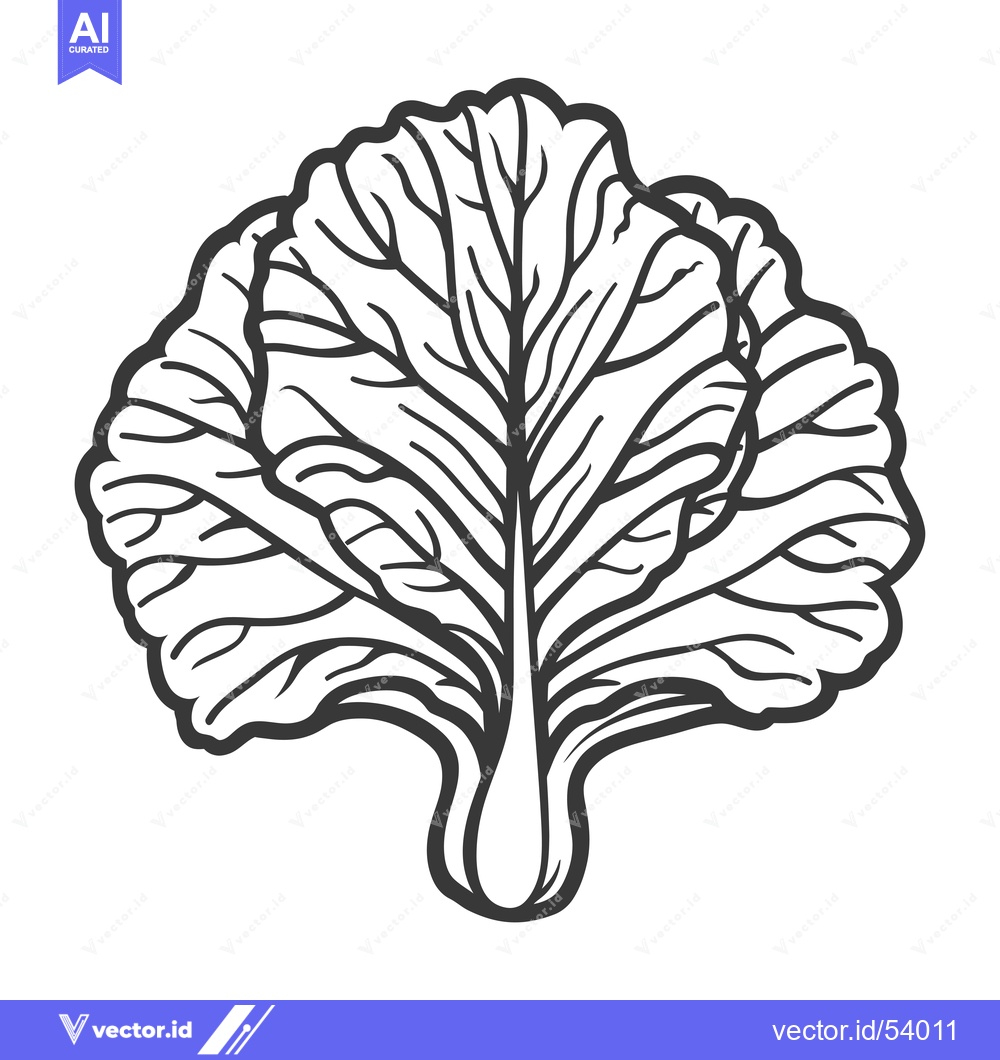 Premium Vector dari Line art illustration of a single head of cabbage