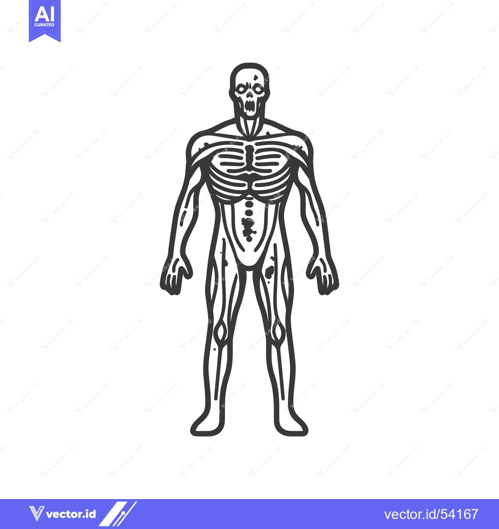 Premium Vector dari Line art illustration of a skeletal human figure