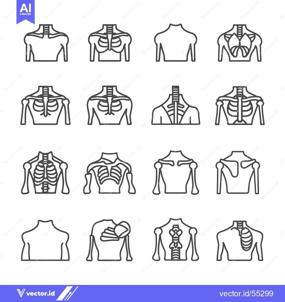 Premium Vector of Line Art Illustrations of Human Skeleton Upper Body Anatomy