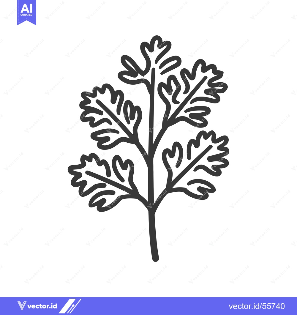 Premium Vector of Line drawing of a coriander leaf