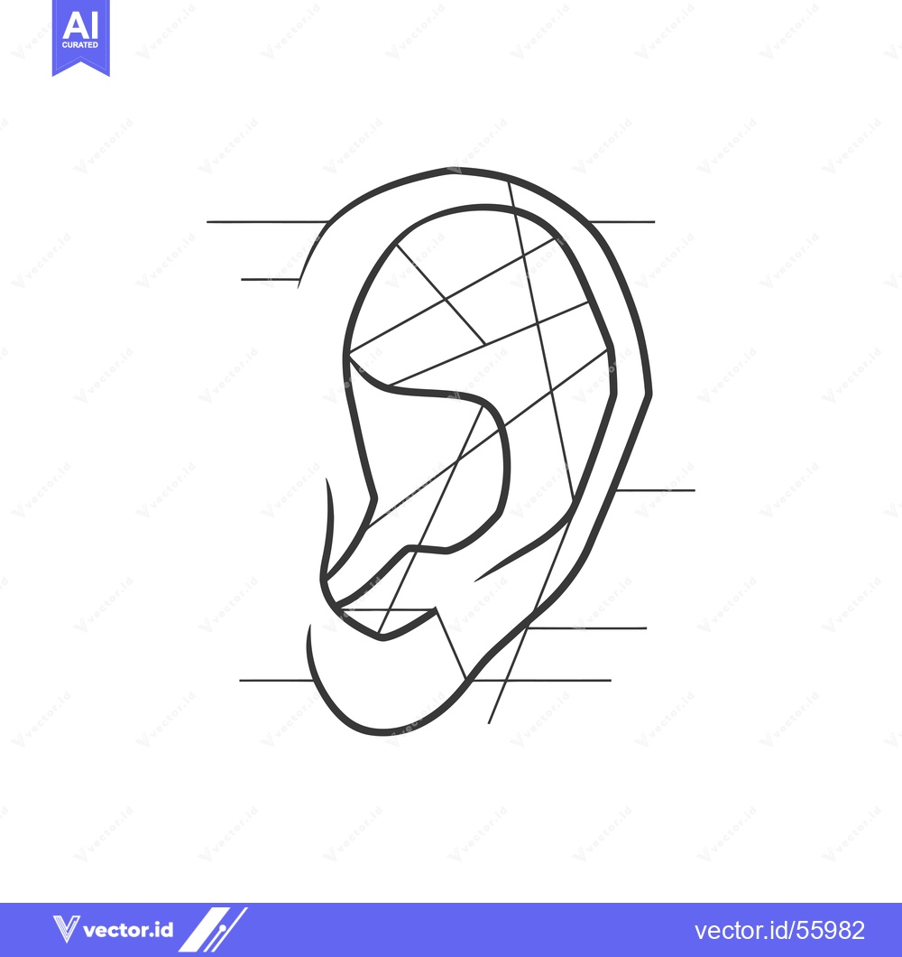 Premium Vector dari Line drawing of a human ear with anatomical divisions