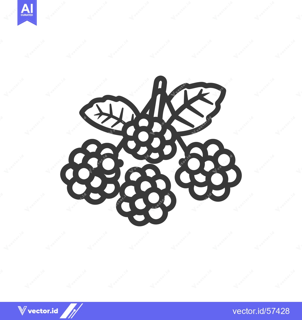Premium Vector of Line drawing of four blackberries with leaves