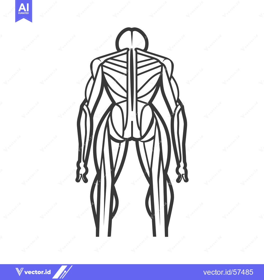 Premium Vector dari Line drawing of the human muscular system from the back