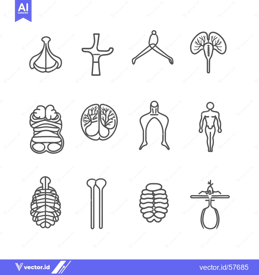 Premium Vector of Line Drawings of the Human Body's Anatomical Systems