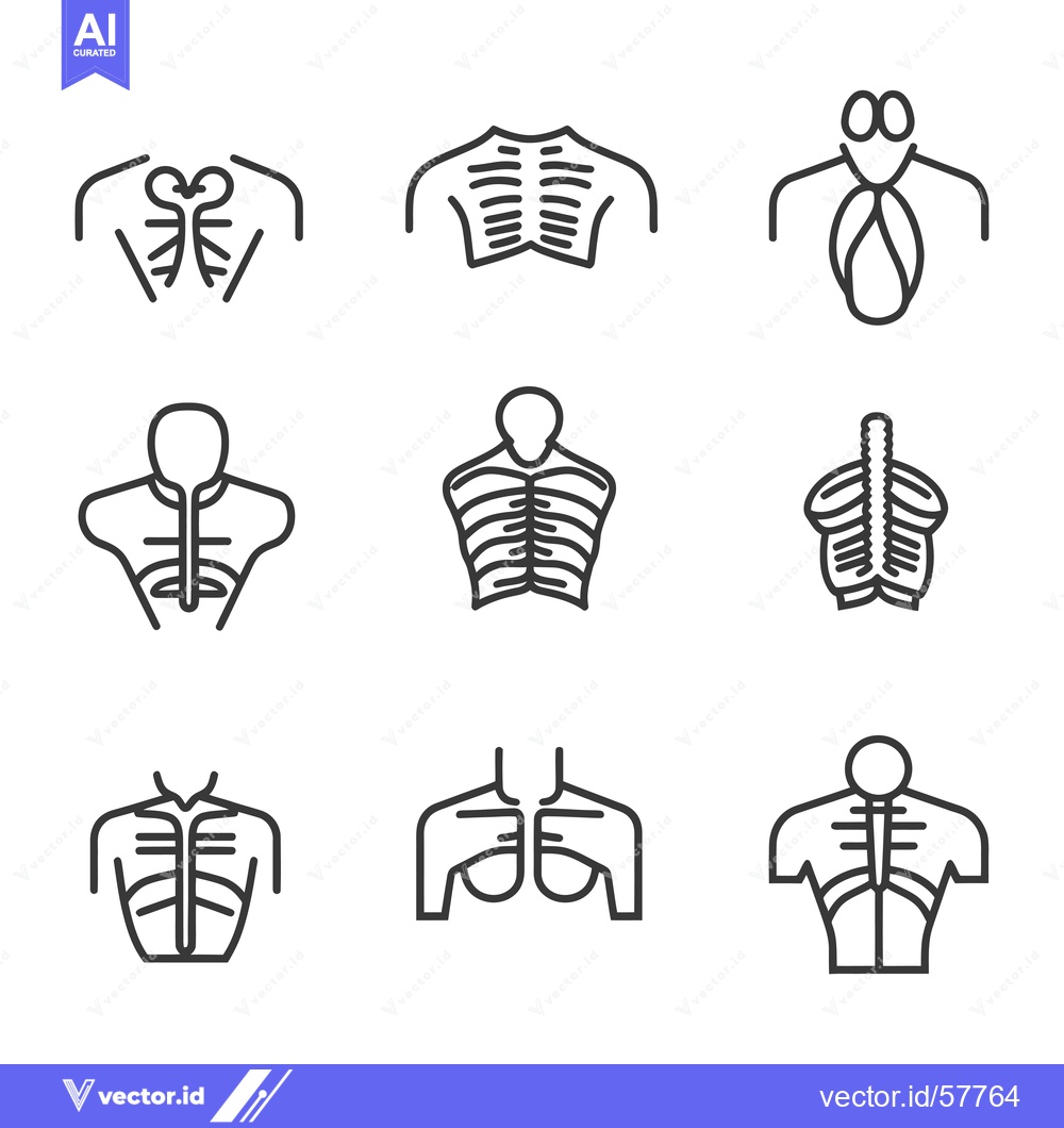 Premium Vector dari Line Icons of Human Anatomy Chest and Ribs